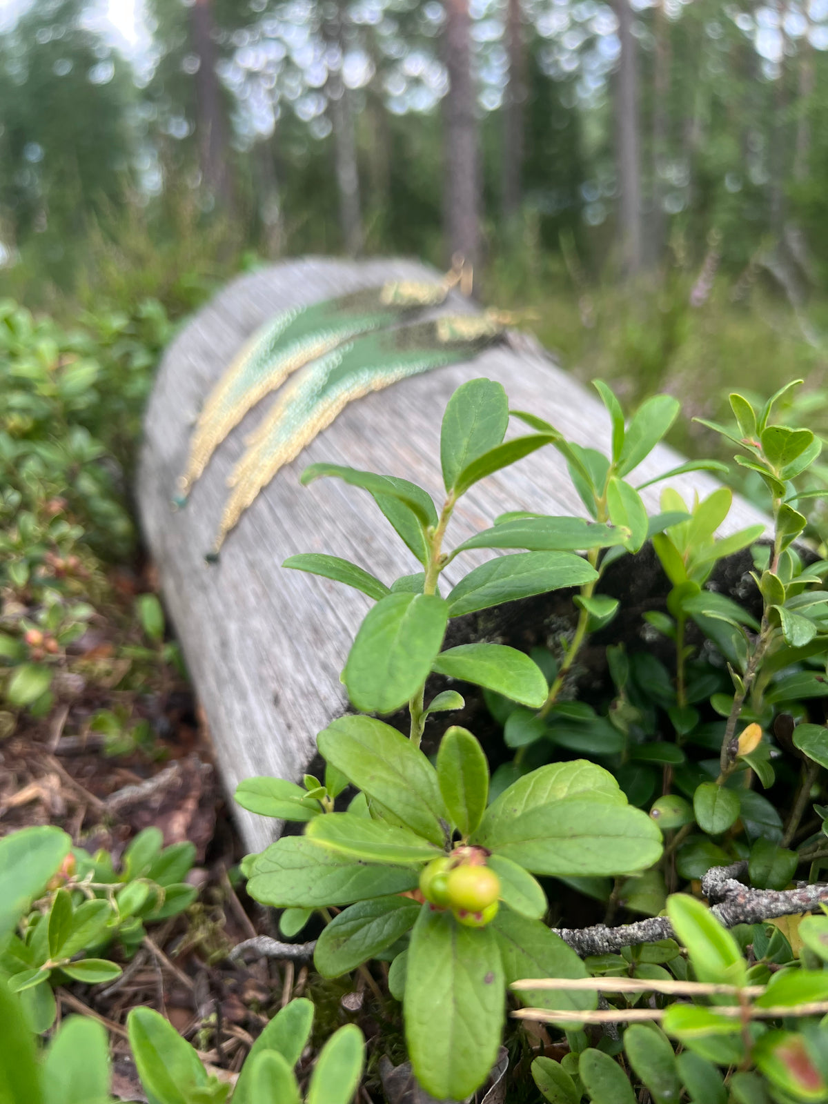 Moderni metsänpeikko